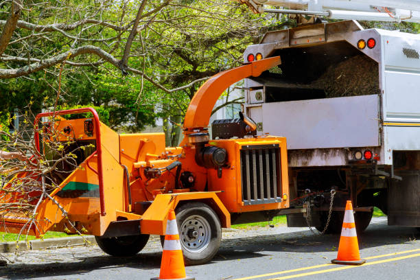 Best Tree Removal Services  in Geneseo, IL